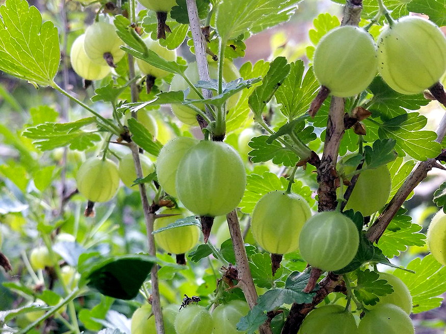 A Small Garden? Three Fruits That Still Fit