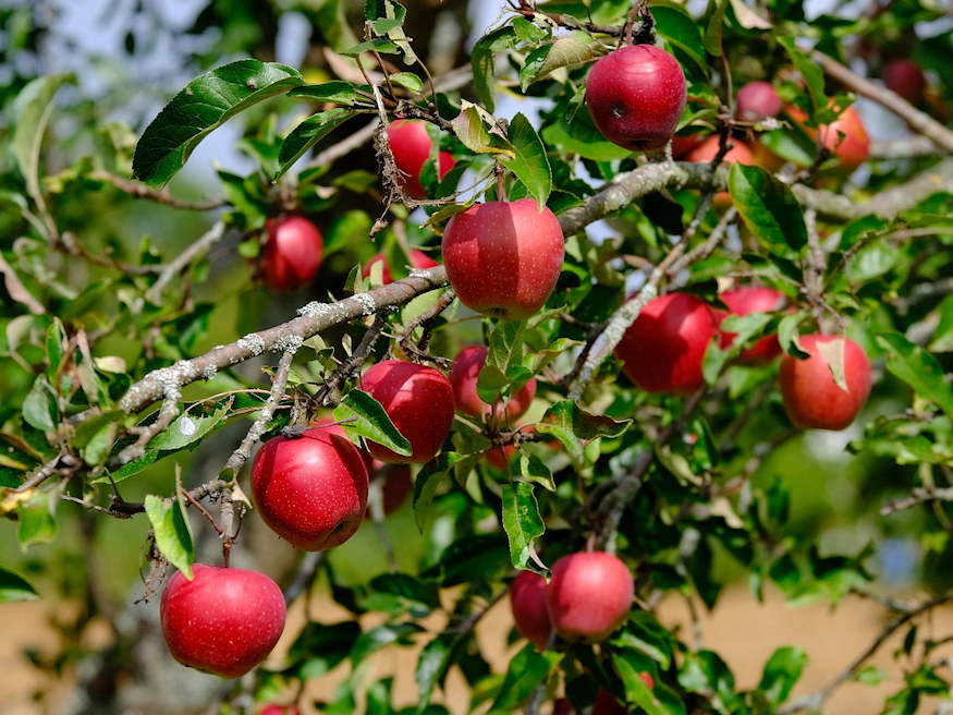 A Small Garden? Three Fruits That Still Fit