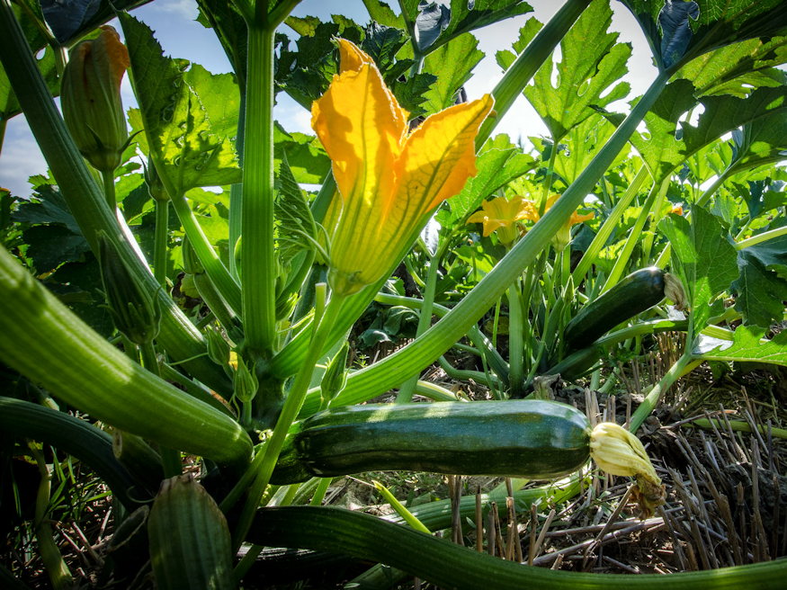 Three Vegetables Worth Your Space