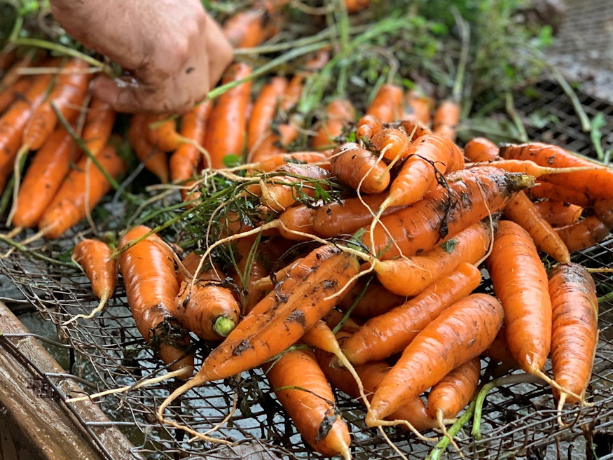 Three Vegetables Worth Your Space