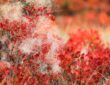 Smoketree: Color for Your Autumn Garden