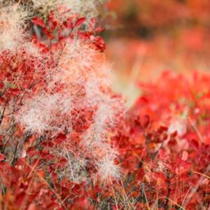 Smoketree: Color for Your Autumn Garden