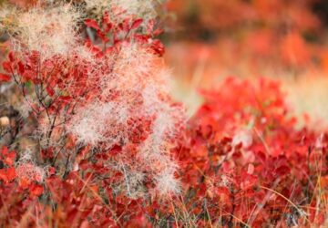 Smoketree: Color for Your Autumn Garden