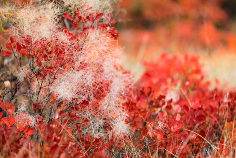 Smoketree: Color for Your Autumn Garden