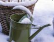 Winter Garden Care: A December Checklist