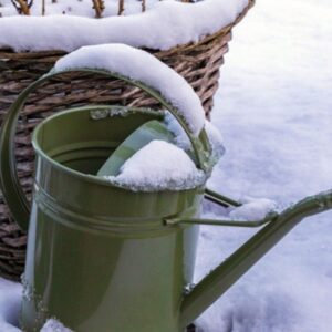 Winter Garden Care: A December Checklist