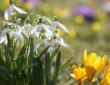Early Blooms: A Gardener's Guide to February Bliss