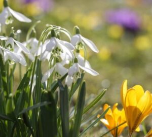 Early Blooms: A Gardener's Guide to February Bliss
