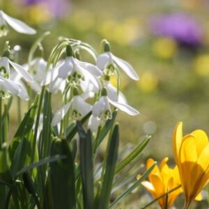 Early Blooms: A Gardener's Guide to February Bliss