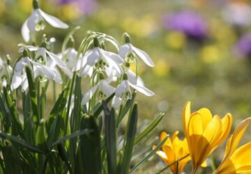 Early Blooms: A Gardener's Guide to February Bliss