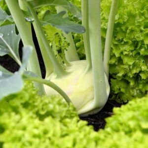 Sow Autumn Vegetables on Time