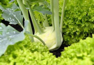 Sow Autumn Vegetables on Time