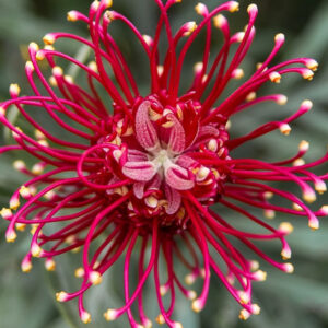 Spider Flower: Tips for Growing and Caring for this Unique Plant