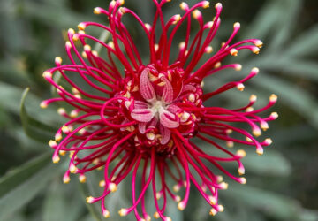 Spider Flower: Tips for Growing and Caring for this Unique Plant