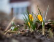 Essential Spring Gardening Tasks