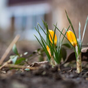 Essential Spring Gardening Tasks