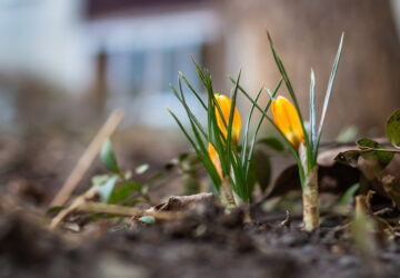 Essential Spring Gardening Tasks