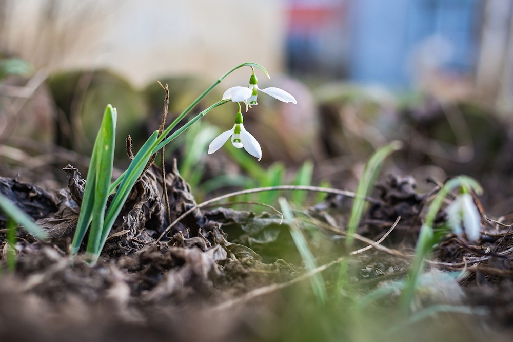 Essential Gardening Tasks for a Vibrant Garden