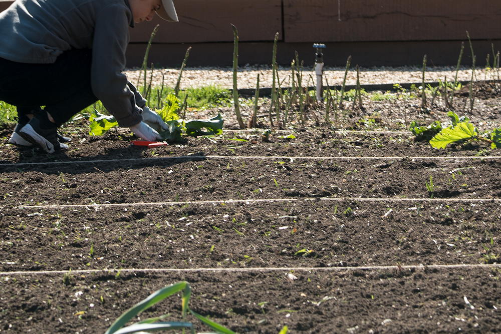 Essential Gardening Tasks for a Vibrant Garden