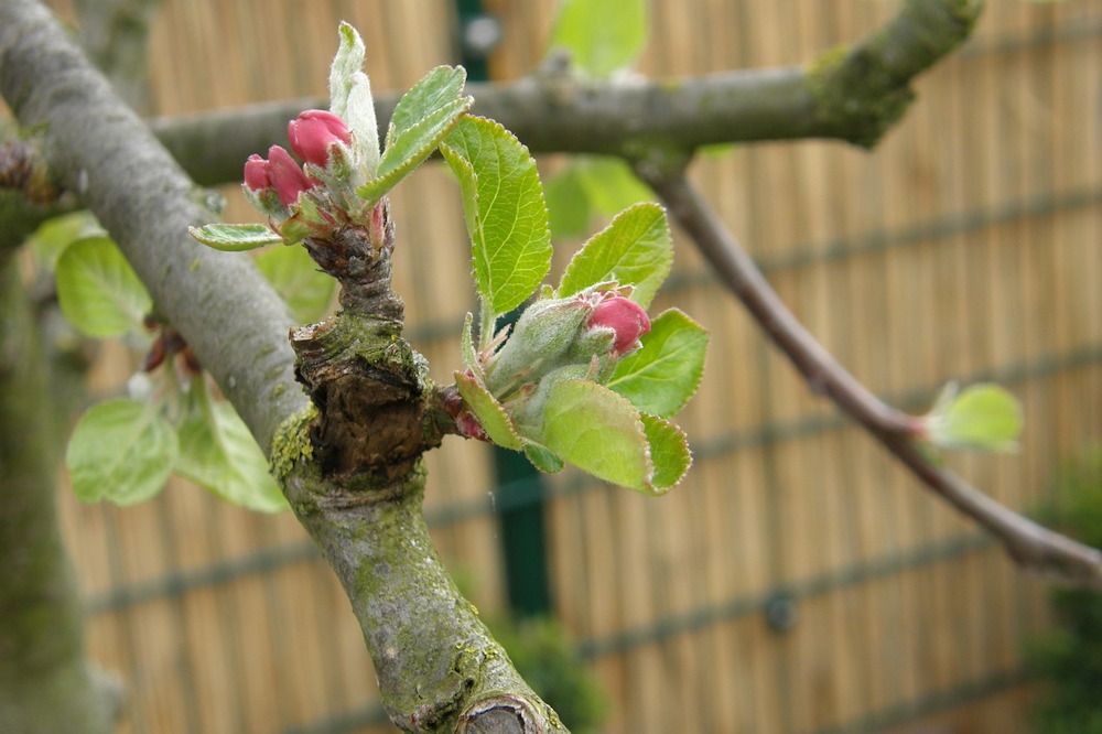 Springing Into Action: Essential Gardening Tasks for a Vibrant Garden ...