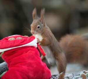 Create a Backyard Feeding Station for Squirrels