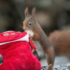 Create a Backyard Feeding Station for Squirrels