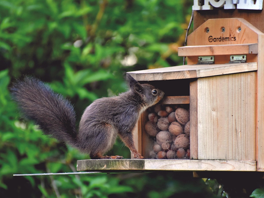 Help Squirrels Thrive in Winter