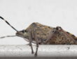 Where Do Garden Stink Bugs Go in Winter