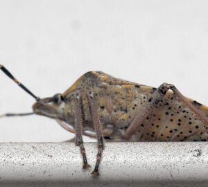 Where Do Garden Stink Bugs Go in Winter