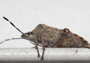 Where Do Garden Stink Bugs Go in Winter