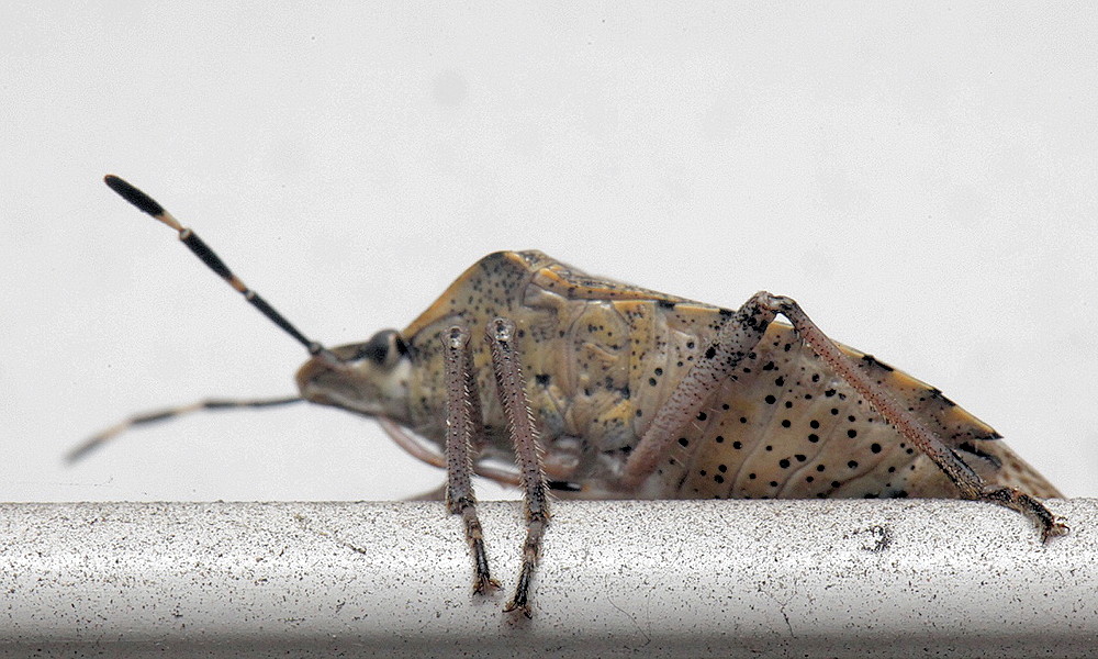 Where Do Garden Stink Bugs Go in Winter