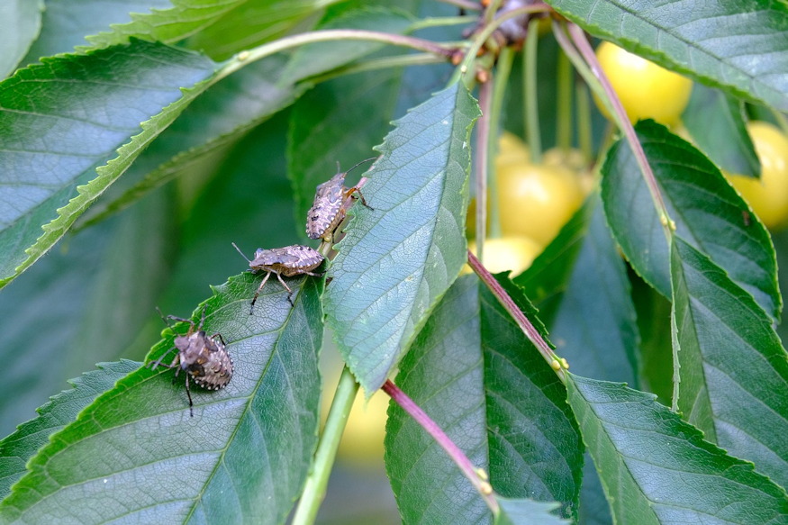 Where Do Garden Stink Bugs Go in Winter