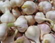Tips for Growing Garlic