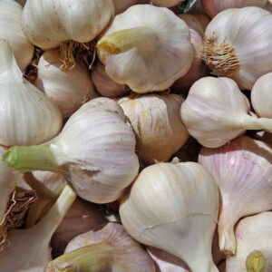 Tips for Growing Garlic