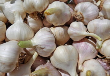 Tips for Growing Garlic