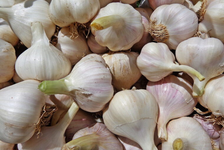 Tips for Growing Garlic