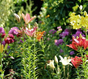 The Mystique of Summer Lilies
