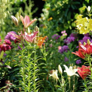 The Mystique of Summer Lilies