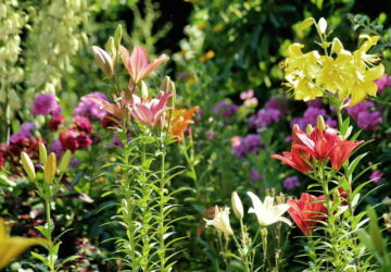 The Mystique of Summer Lilies