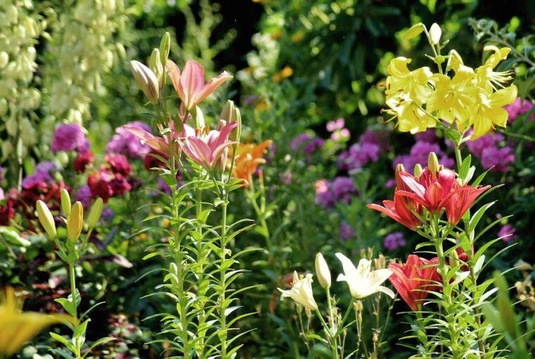 The Mystique of Summer Lilies