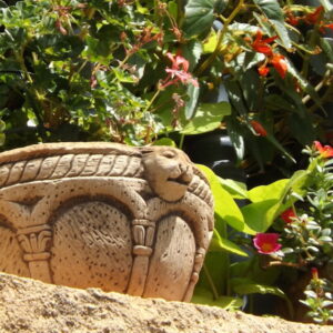 Summer Guide: Keep Your Potted Plants Healthy