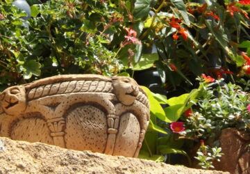 Summer Guide: Keep Your Potted Plants Healthy