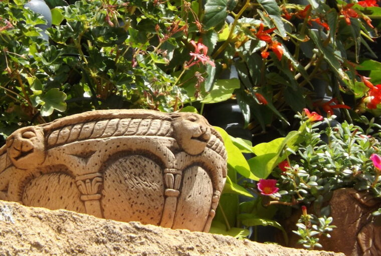 Summer Guide: Keep Your Potted Plants Healthy