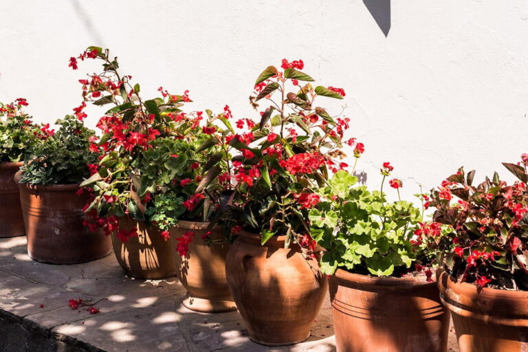 Summer Survival Guide: 9 Tips to Keep Your Potted Plants Happy and ...