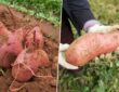 Sweet Potatoes: Cultivation, Harvesting and Culinary Magic