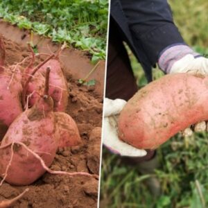 Sweet Potatoes: Cultivation, Harvesting and Culinary Magic