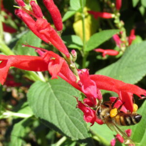 Unveiling the Secrets of Pineapple Sage