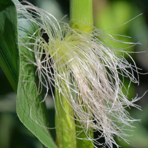 The Benefits of Sweet Corn Silk Tea