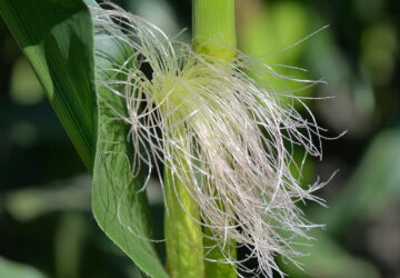 The Benefits of Sweet Corn Silk Tea