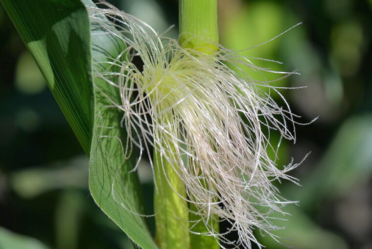 The Benefits of Sweet Corn Silk Tea